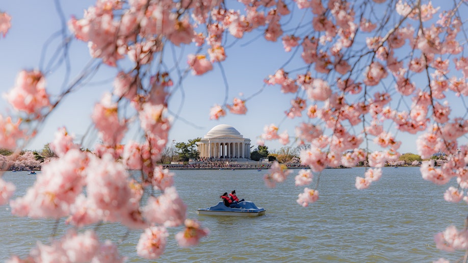 Cherry blossoms Washington DC 2023